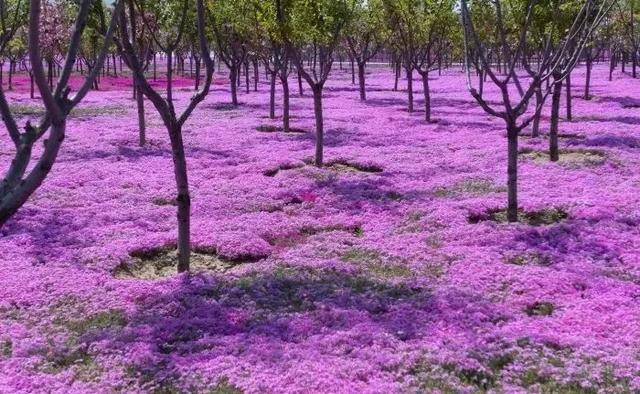 开成“红毯”的4种花,撒把种子开花十几年,邻居见了都眼馋