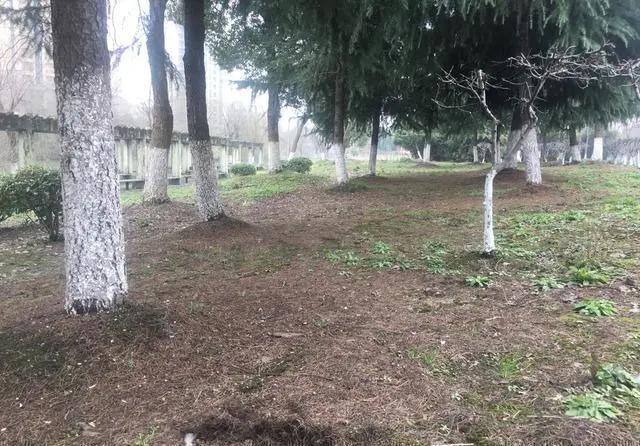 君子兰|养花30年老花匠的5个“小秘方”赶紧学起来再也不怕养花出问题了