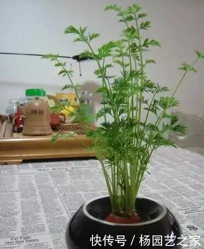 发芽的胡萝卜,吃剩的水果核都别扔,一周让家里长满绿植