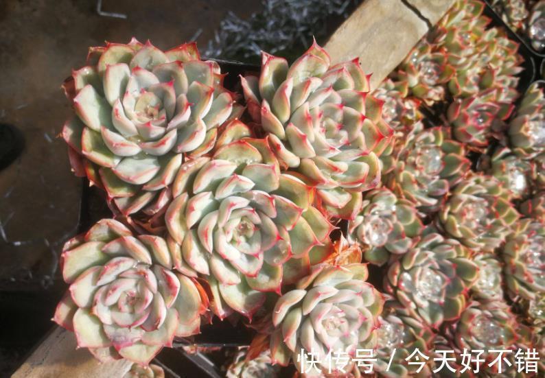 养多肉多年,总结出种莲座状品种,好养好看还不贵,适合新手