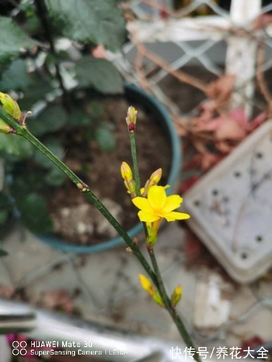 早春就开花的植物,现在养正是时候,呼呼开花花苞冒不停