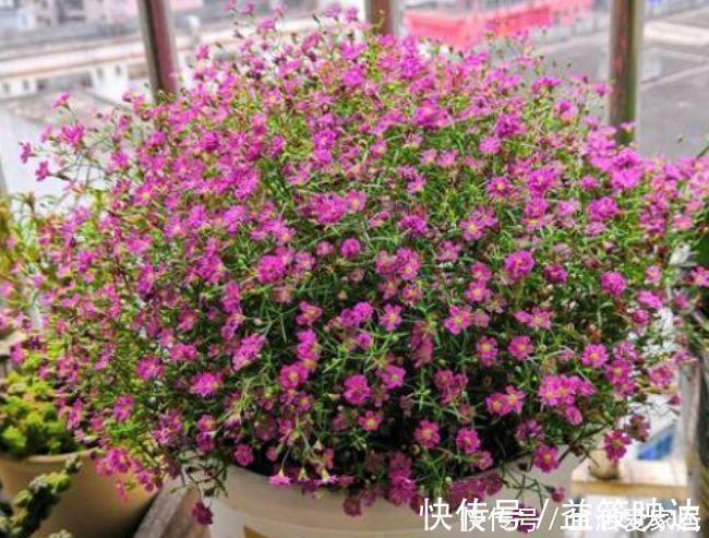 龙沙|最适合新手养的5种花,沾土就能活,花量大不操心,越养越喜欢