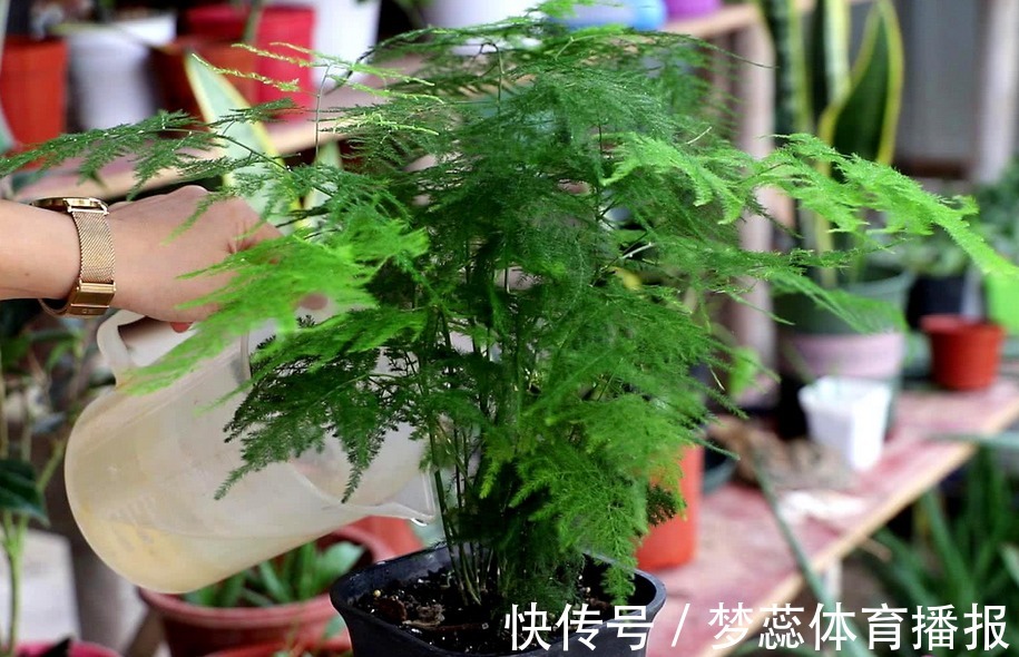 拿果皮肥养花，想出个好结果，制作和使用时不能遗漏这些细节