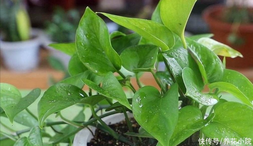 液汁|养了多年的绿萝,才知道是有毒植物,还能不能放在室内养了?