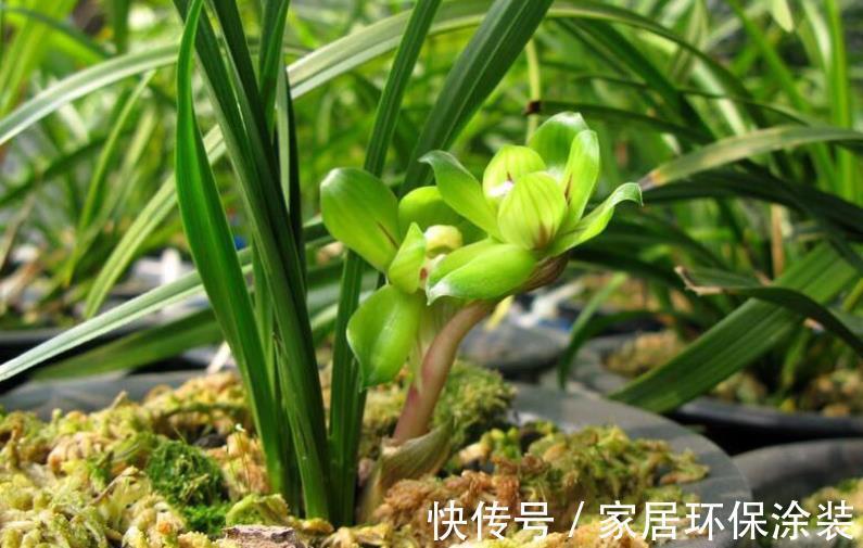 土壤|养花先养根,养兰先学会配土,微酸,一年苗有底肥就不用施肥