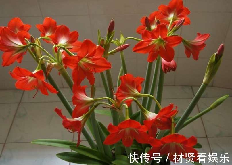 光照|养朱顶红，3个“禁忌”别触碰，否则叶子全黄，根系腐烂难开花