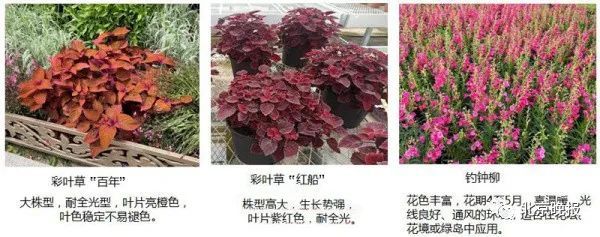 长安街沿线10组立体花坛 这些花语你都了解吗 全网搜