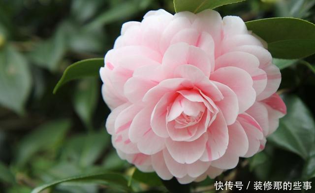 对待新手超友好的花卉,沾土就能活,一开就是300多天