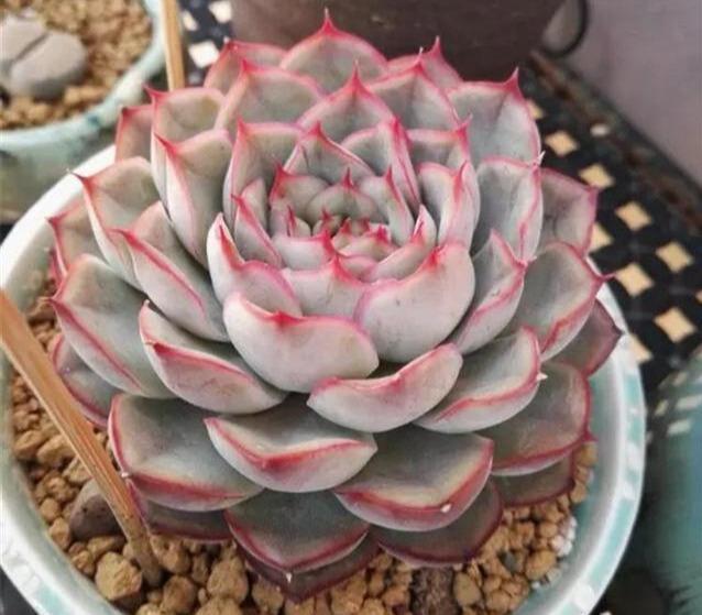 花盆|多肉想美,全靠浇水!教你详细攻略,又美又胖,还不长虫