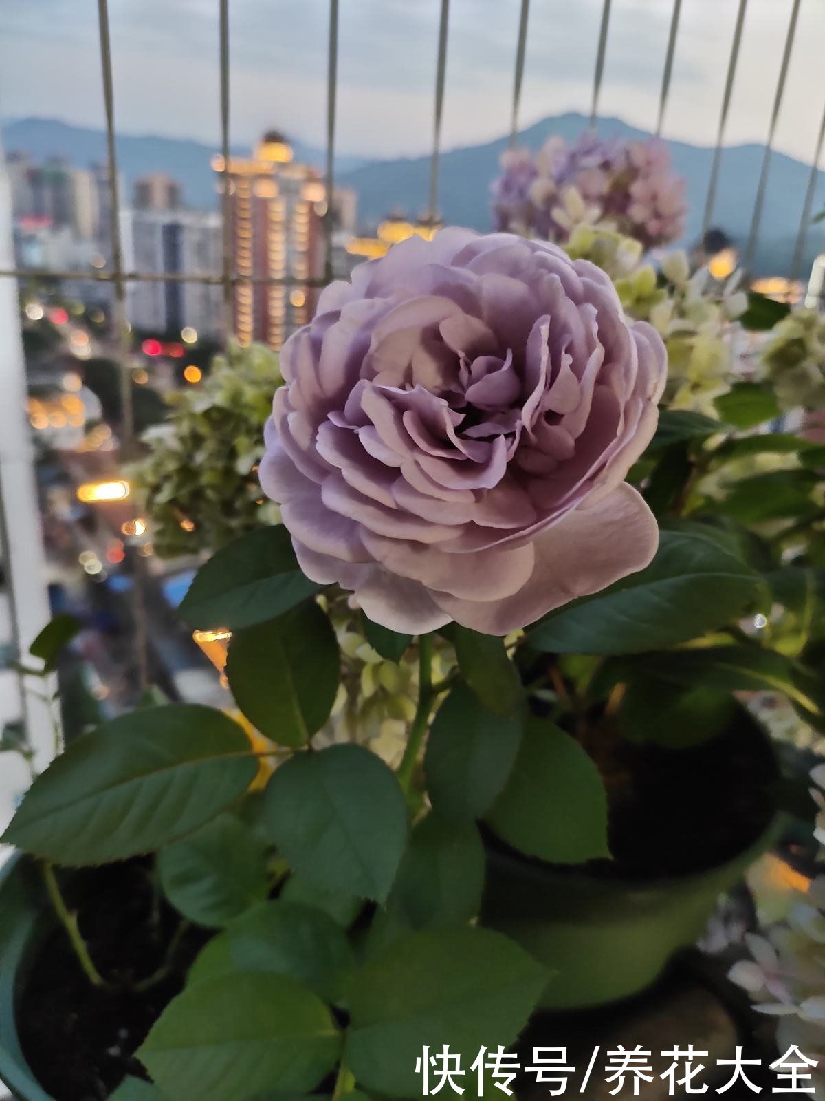 芍药|要想繁殖这3种花，不建议买种子，种出来也不是想要的样子