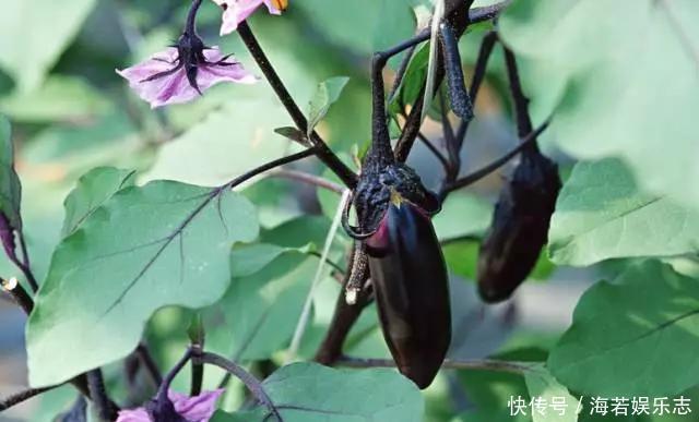 茄子|怎样让一只茄子也显得有文化
