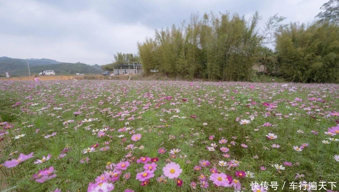 0元即可与220亩绝美花海相拥|梧州周边游| a5150