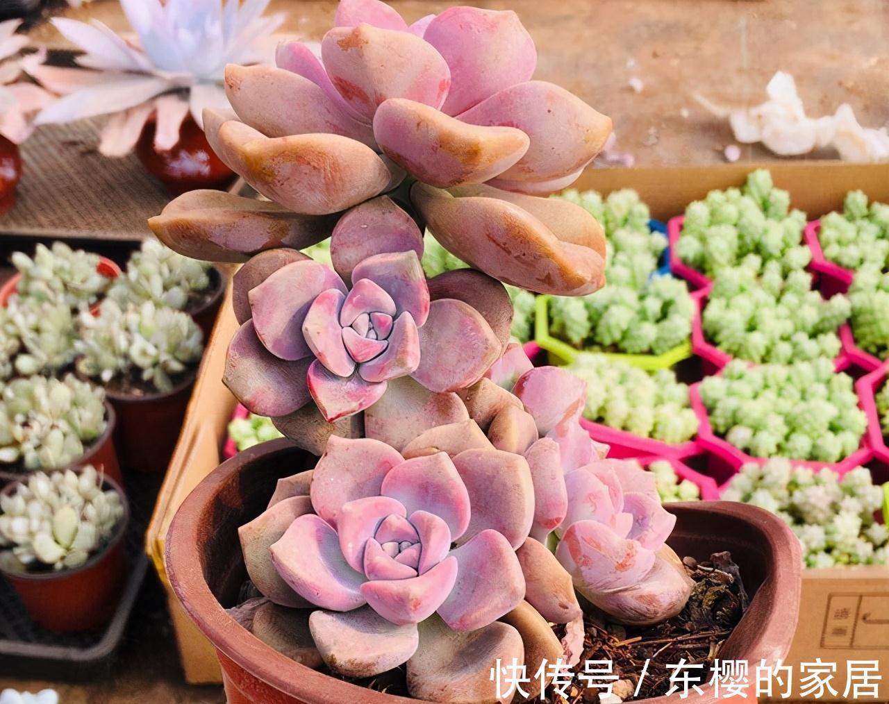 夏天|张大哥养肉10多年,总结出4个“耐热品种”,肉迷都喜欢