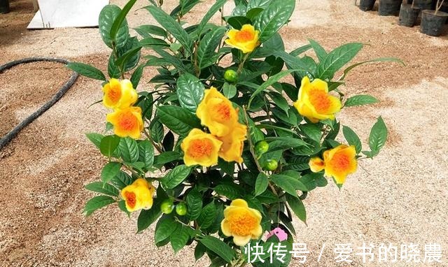 赏花|这款“金色”茶花，被誉为植物大熊猫，营养丰富，观赏食用皆宜！