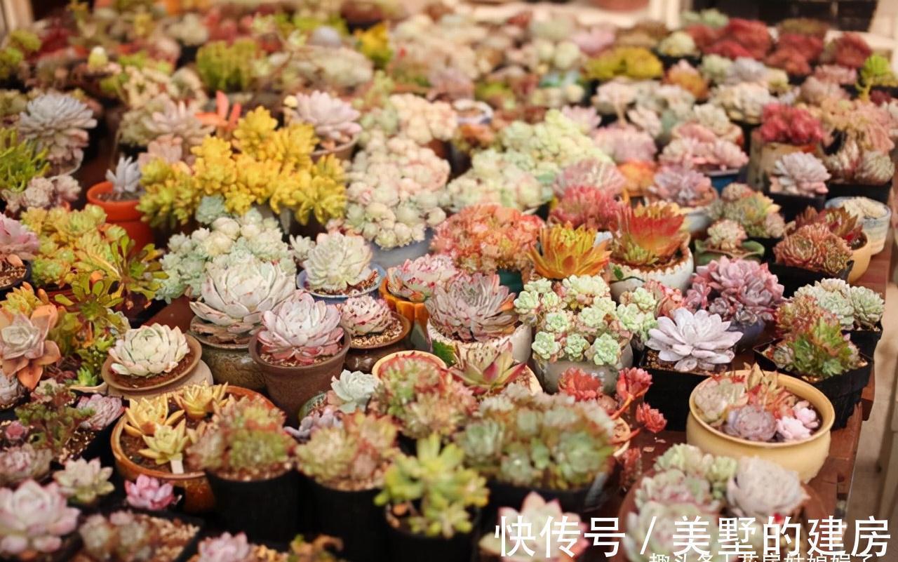 这6种花就得“懒养”，要“多光照、多通风、少浇水”，才长得旺