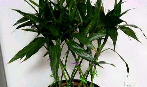 新手养富贵竹,此方法最合适,不黄叶易生根,“富贵吉祥”迎进门