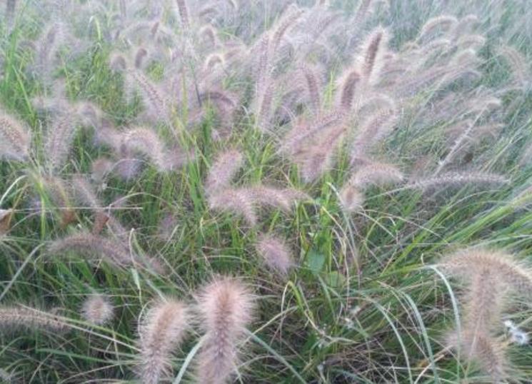 狗尾巴|农村遍地都是的“狗尾巴草”,治腿疼有奇效,积液少了腿疼好了