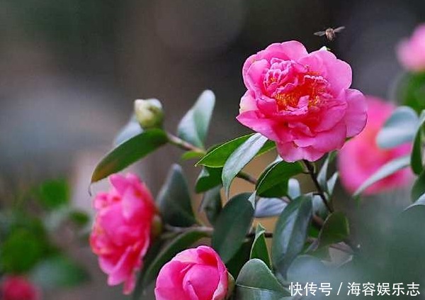 叶子|茶树只长叶子却不开花，学会这些方法，茶花爆满枝头