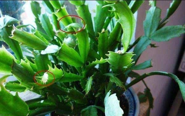 大水|蟹爪兰,7、8月要“静养”,3件事别做,不然叶子薄又红