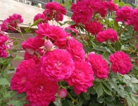 茉莉|1种“奇香花”,人称“天下第一香”,比茉莉、月季都美,好养活