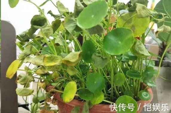 花花|铜钱草黄叶先别扔，取出来重新栽，没有土照样生根窜芽！