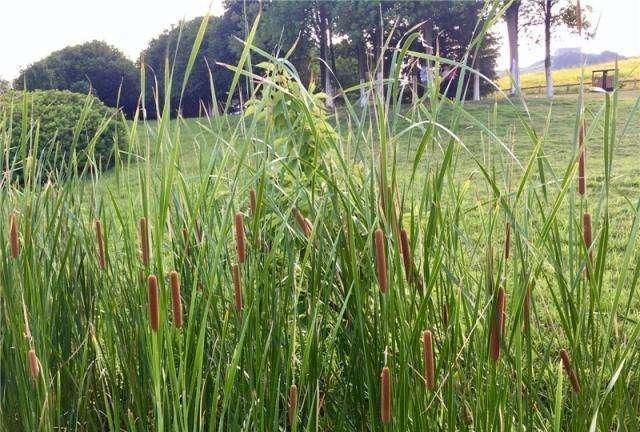  奇特|河边野草可真多，这种“香肠草”样子最奇特，作用也很多