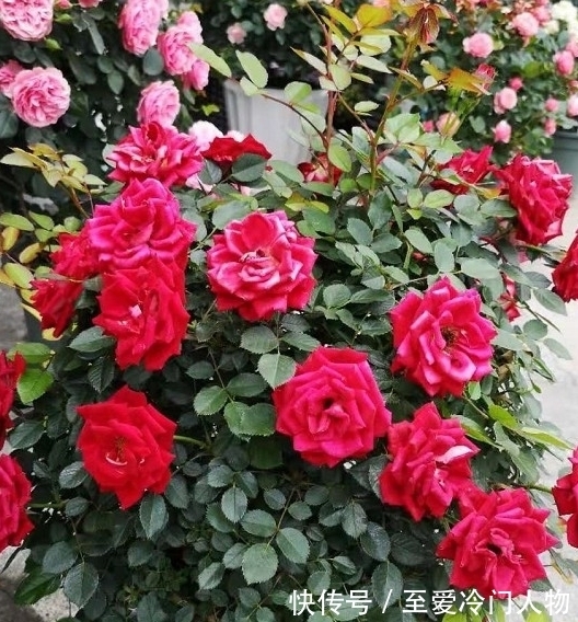 月季红蜘蛛爆发期,这套防治攻略请收好