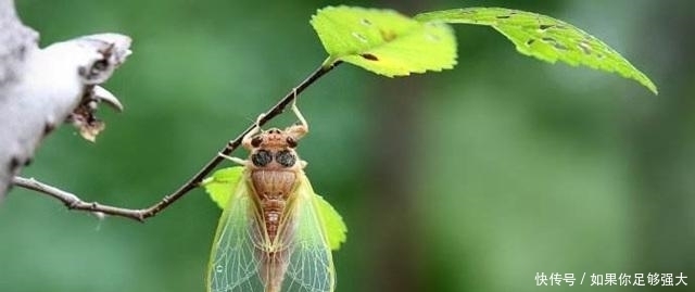 人生|人生困境时,多学习这两种动物,争气早日“时来运转”