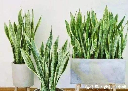 想在客厅养花就选这“5种”,它们好看又好养,一月浇一次水就行