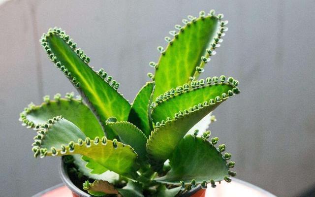 第一次养花选什么就养这2种，放在盆里自己繁殖，太好养了