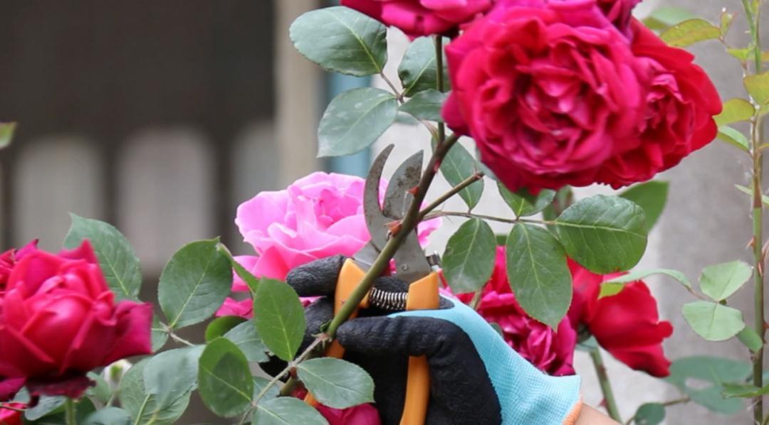 10种花，现在抓紧剪，更抗冻、好过冬！