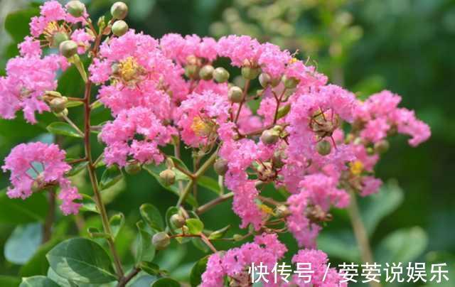 满枝|花期超长的10种花，种一盆一整年都花开满枝！