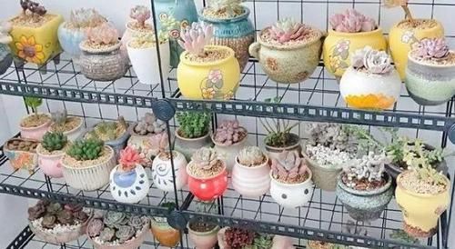 二九寒天，养多肉，想保命就得做到这“3多1少”