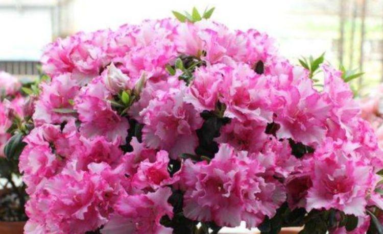 几种花,开花漂亮又好养,好养易爆盆,阳台开花变温馨小花园