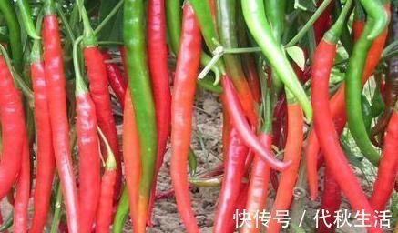 受损|医生提示:肠胃不好,4类蔬菜要少吃,过量食用,或会损坏胃粘膜