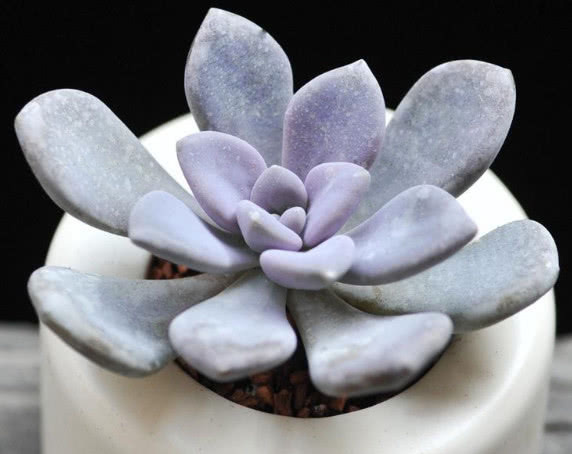 多肉冬美人种植技巧和注意事项，掌握这些，多肉健康茁壮成长