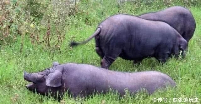 快过年了!你知道“头鸡二狗,三猪四羊,五牛六马”是什么意思吗?