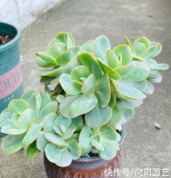 补光灯|没有露台，又不想用补光灯，不要选景天科多肉，很容易徒长