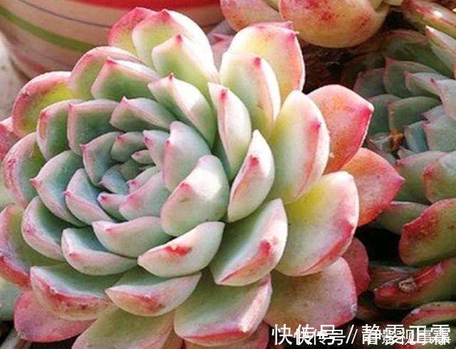 光照|养多肉，这4个“要点”缺一不可，少一个，都难以养活！