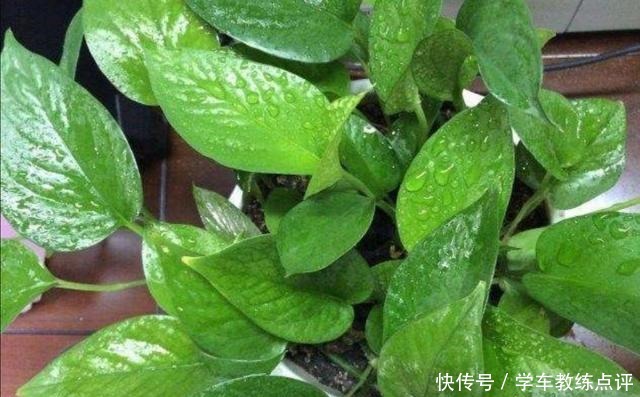 用剩茶叶水浇花,不是直接倒入花盆,这样用才更有效果!