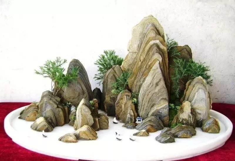 收藏|惊艳的6大盆景造型,中国植物艺术的巅峰,收藏起来