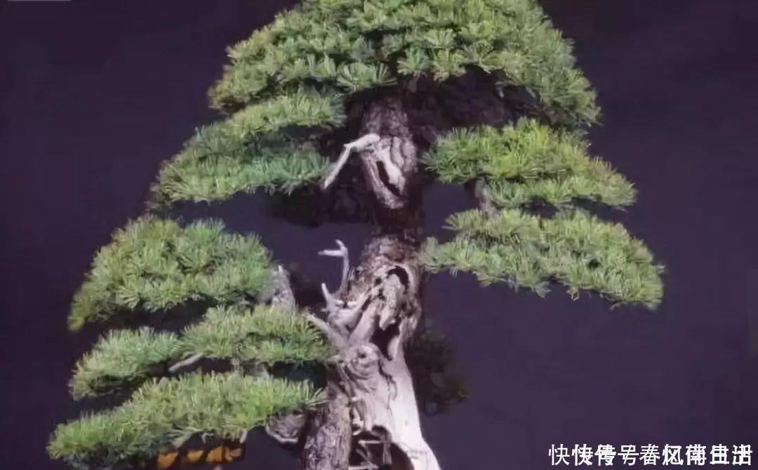 9种价格不菲的盆栽,不能拥有至少也过过眼瘾嘛