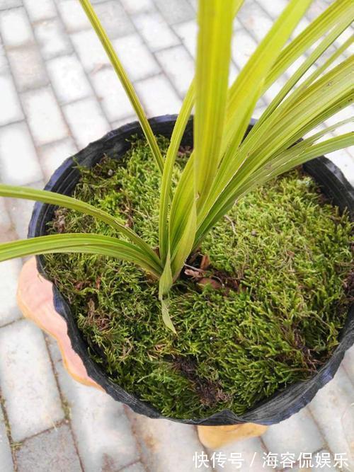 干苔藓|兰花少不了“苔藓”,快铺一层“水苔”,小嫩芽蹭蹭冒太喜人了