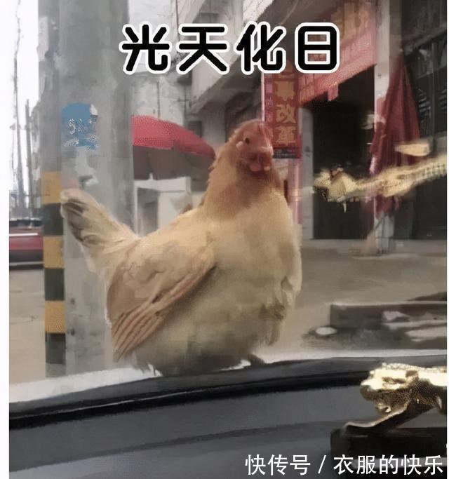 |甜粽和咸肉粽要打起来了 冷段子1830