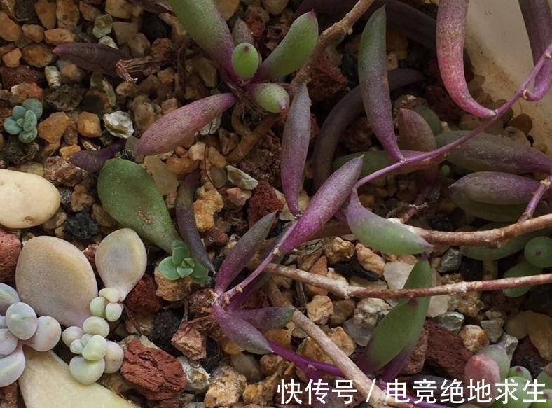 多肉进行叶插繁殖,从叶片到小苗成型,少不了花友的耐心和爱心