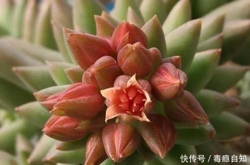 多肉|这5种多肉开花就像中奖一样,雅乐之舞最不常见,桃蛋开花最好看!