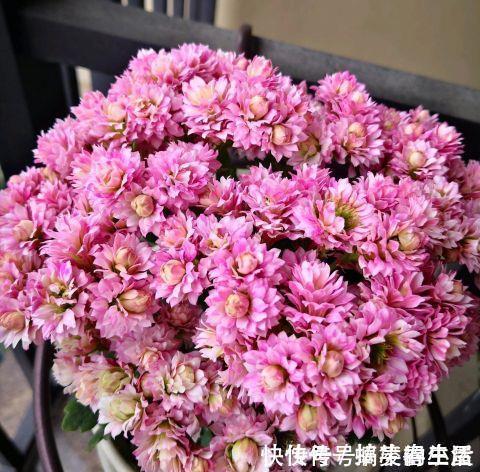 长寿花|客厅里养这6种植物,好养活、好打理、寿命很长、寓意还特别好