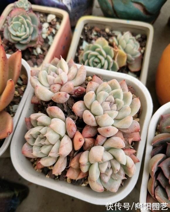 种多肉用小盆,一盆多种,挤在一起养,状态更好,根系更发达