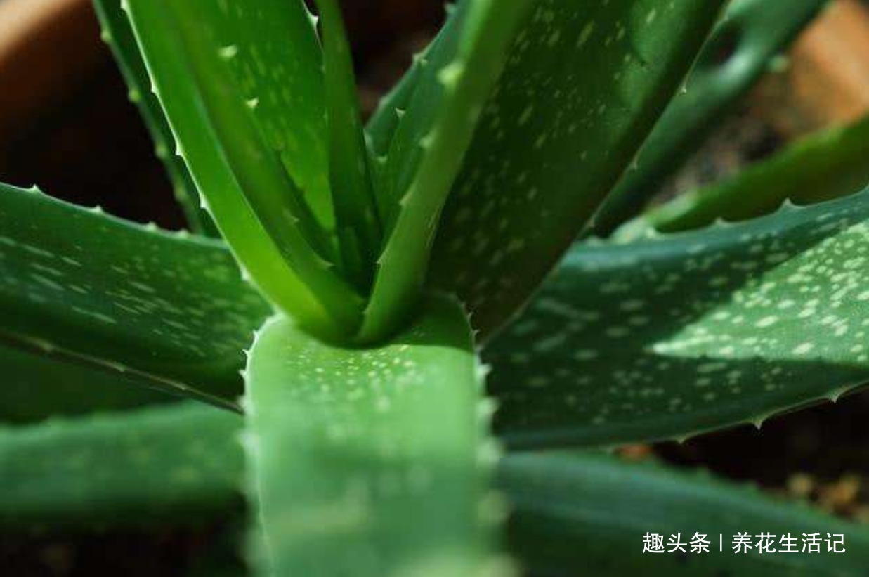 半死不活|家养芦荟半死不活多半浇水不正确,改善后生长快叶子肥胖
