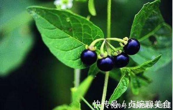 龙葵|此花药用可抗癌,果实酿酒十分美味,象征着穿越了千年的爱